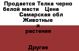 Продается Телка черно-белой масти › Цена ­ 45 000 - Самарская обл. Животные и растения » Другие животные   